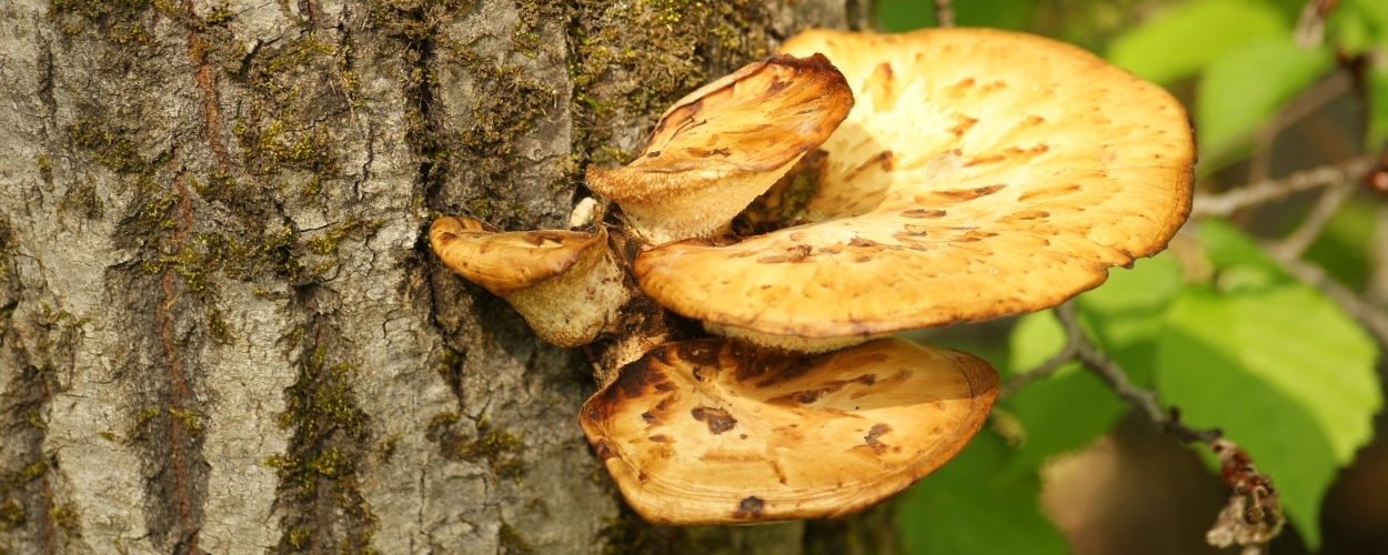 champignons de souches d arbres comestibles
